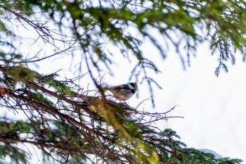 2021年12月30日(木) 青葉公園(千歳市)の野鳥観察記録