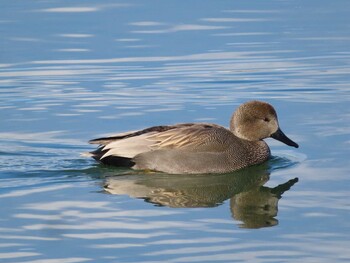 2021年12月30日(木) 相模原沈殿池の野鳥観察記録