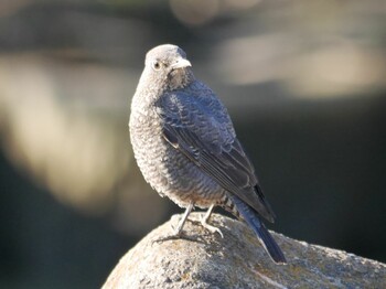 2021年12月30日(木) 川辺公園親水護岸の野鳥観察記録