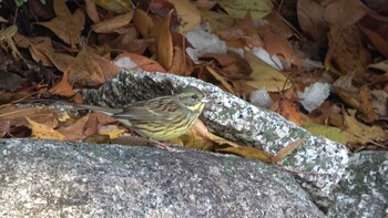 2021年12月19日(日) 三重県民の森の野鳥観察記録
