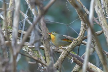 ソウシチョウ みなくち子どもの森 2021年12月30日(木)