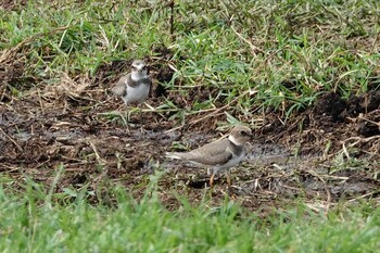 Little Ringed Plover 黒島(八重山郡) Sat, 10/30/2021