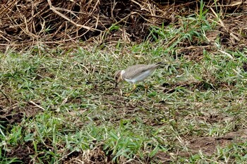 Little Ringed Plover 黒島(八重山郡) Sat, 10/30/2021