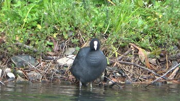 Eurasian Coot Hikone Castle Sat, 12/25/2021