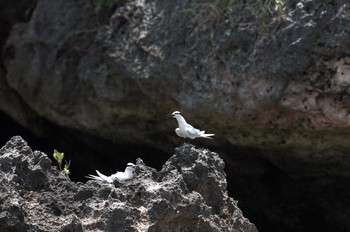 Black-naped Tern 沖縄県宮古島市 Thu, 6/27/2013