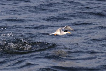 2017年5月21日(日) 葛西臨海公園の野鳥観察記録