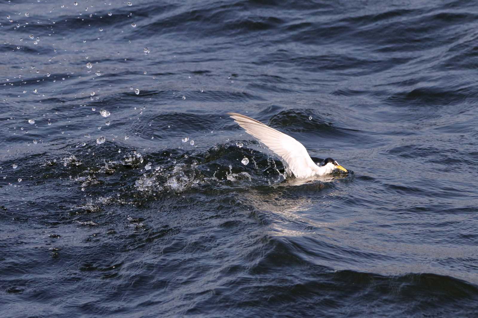 Little Tern