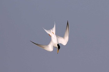 コアジサシ 葛西臨海公園 2017年5月21日(日)