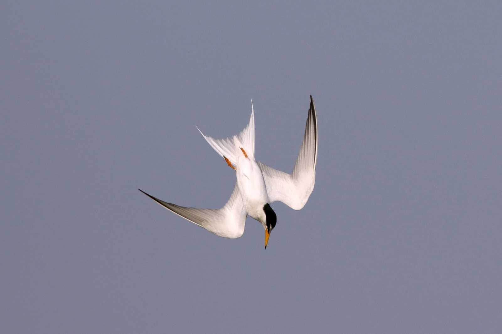 Little Tern