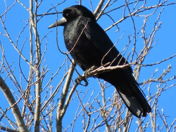 2021年12月25日(土) 多々良沼の野鳥観察記録