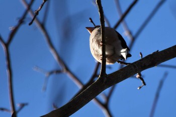 シメ 軽井沢野鳥の森 2021年12月29日(水)