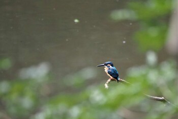 カワセミ 姫路市自然観察の森 2021年7月19日(月)