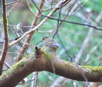 Red-flanked Bluetail Kogesawa Forest Load Thu, 12/30/2021