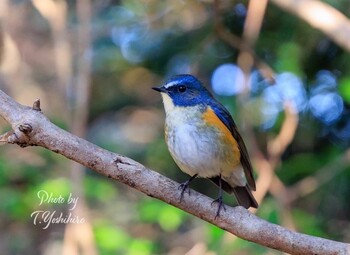 2021年12月29日(水) 富田林の野鳥観察記録