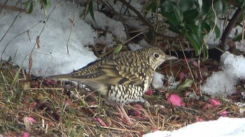 2021年12月29日(水) 三重県民の森の野鳥観察記録