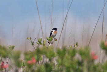 Amur Stonechat Unknown Spots Mon, 6/19/2017