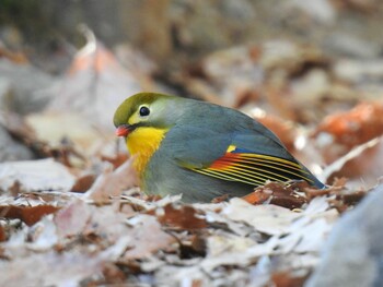 ソウシチョウ 八王子城跡 2021年12月29日(水)