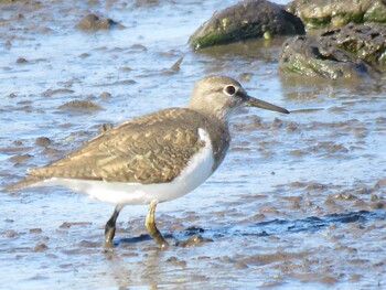 Common Sandpiper 霞ヶ浦 Thu, 12/30/2021