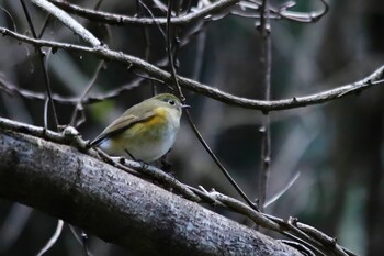 ルリビタキ 山口県岩国市生見川ダム 2021年12月30日(木)