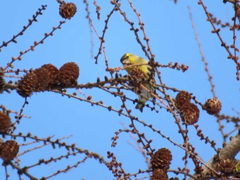 2021年12月30日(木) 真駒内公園の野鳥観察記録