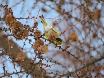 マヒワ 真駒内公園 2021年12月30日(木)