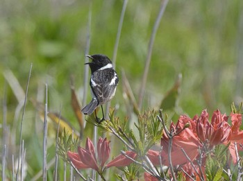 Amur Stonechat Unknown Spots Mon, 6/19/2017