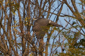 2021年12月30日(木) 明石市の野鳥観察記録