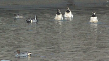 2021年12月30日(木) 東海市名和町 35°03'24.4"N 136°54'15.2"Eの野鳥観察記録