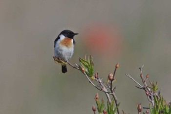 Amur Stonechat Unknown Spots Mon, 6/19/2017