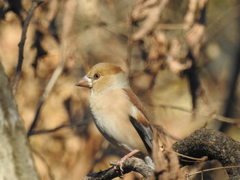 2021年12月30日(木) 座間谷戸山公園の野鳥観察記録