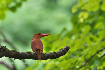 Ruddy Kingfisher 青森県 Fri, 6/16/2017