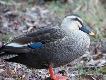 カルガモ 井の頭恩賜公園 2021年12月30日(木)