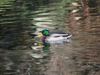 マガモ 井の頭恩賜公園 2021年12月30日(木)