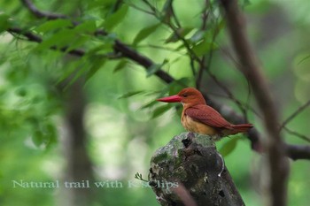 Ruddy Kingfisher 青森県 Fri, 6/16/2017