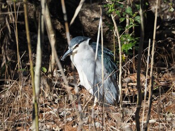 ゴイサギ 井の頭恩賜公園 2021年12月30日(木)