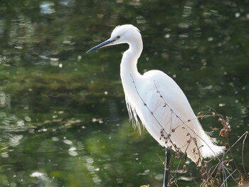 コサギ 井の頭恩賜公園 2021年12月30日(木)