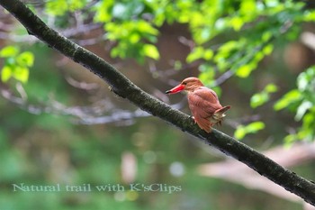 Ruddy Kingfisher 青森県 Fri, 6/16/2017