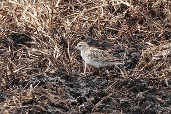 Long-toed Stint 黒島(八重山郡) Sat, 10/30/2021