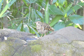 2021年12月30日(木) 井の頭公園の野鳥観察記録