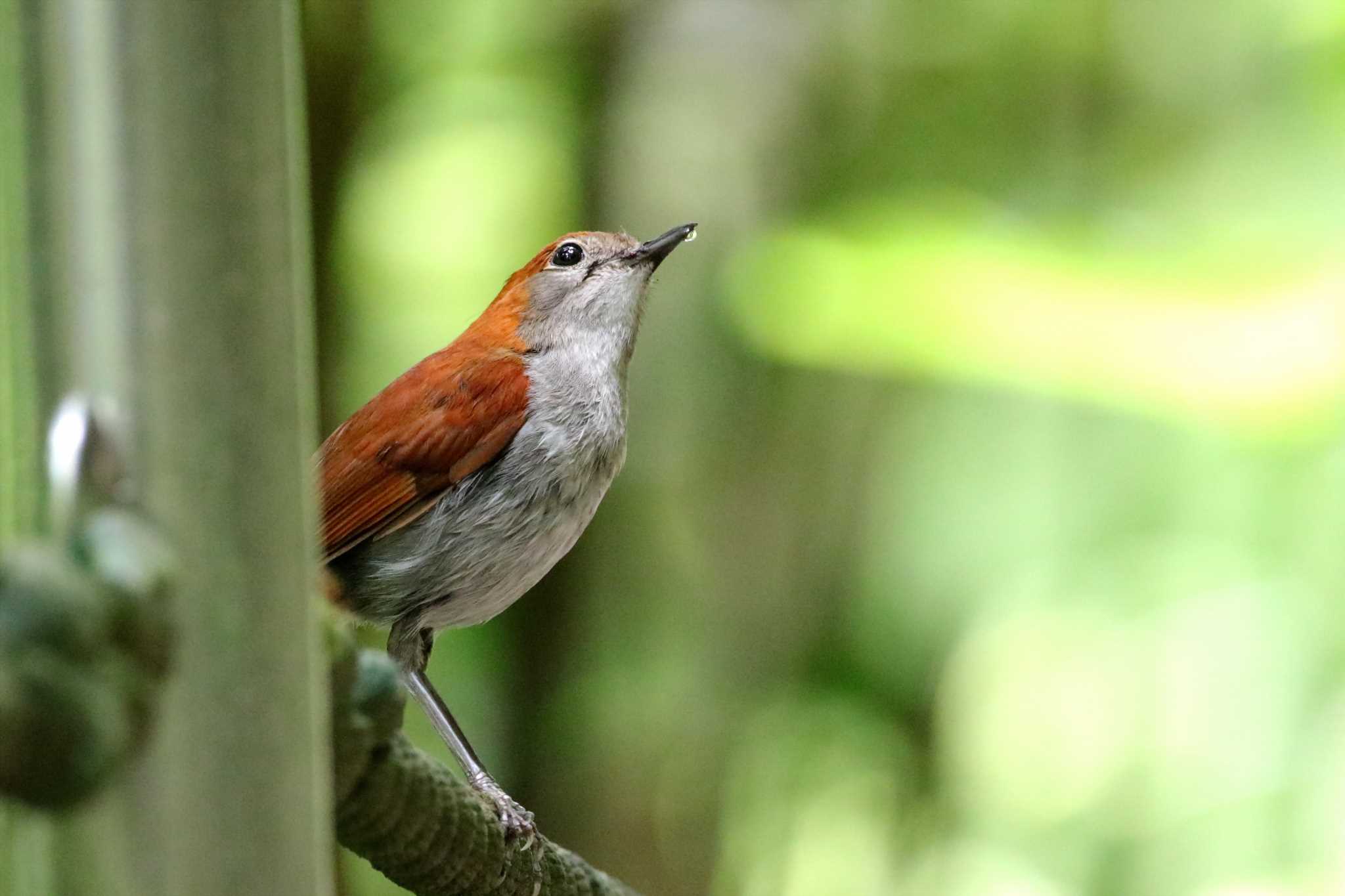 ホントウアカヒゲ