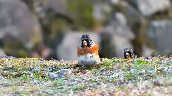 2021年12月26日(日) 奈良公園の野鳥観察記録