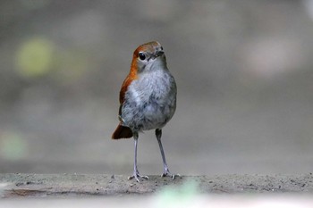 Okinawa Robin Kunigamison Mon, 6/5/2017