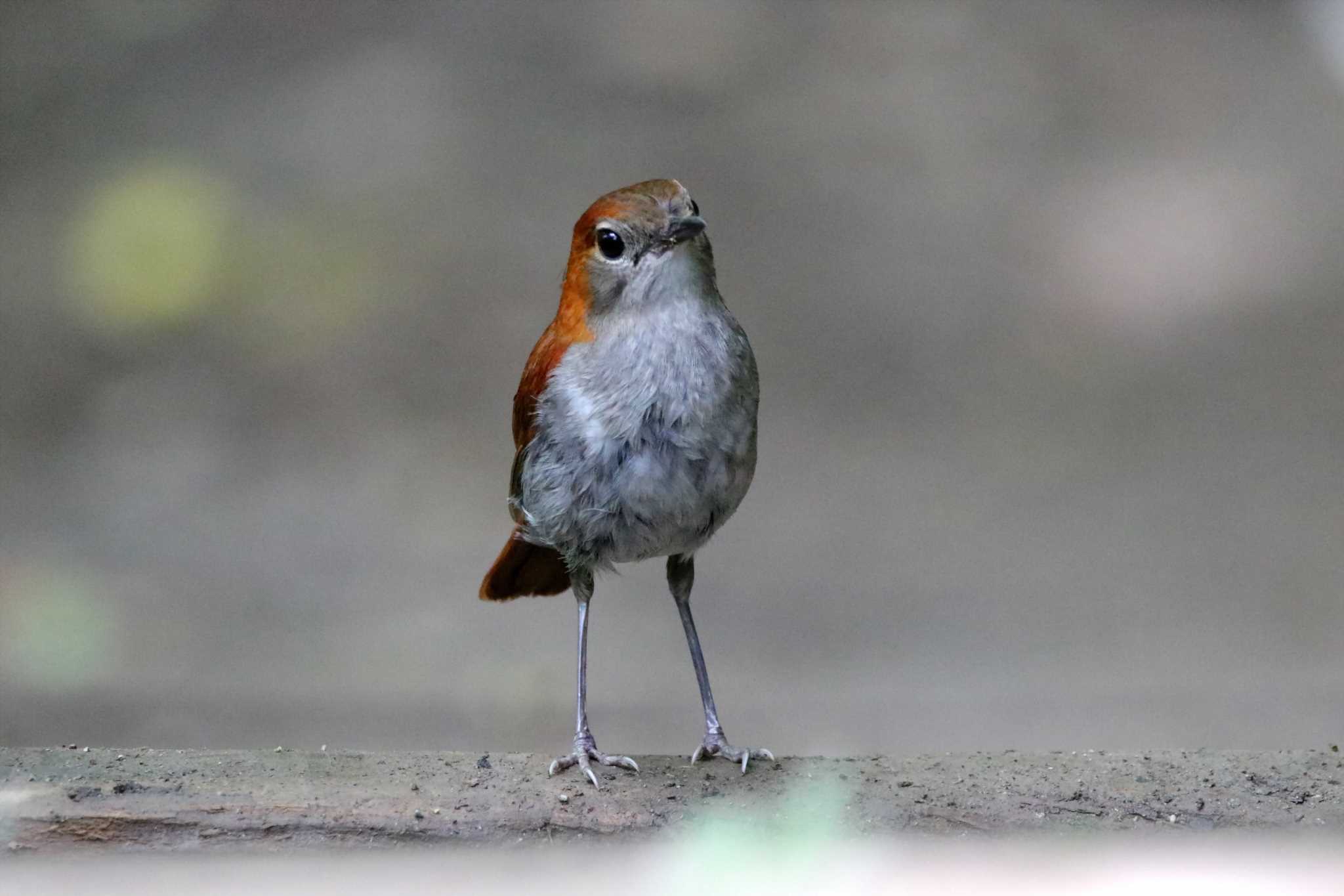 Photo of Okinawa Robin at Kunigamison by とみやん