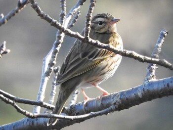 2021年12月27日(月) 奈良県の野鳥観察記録