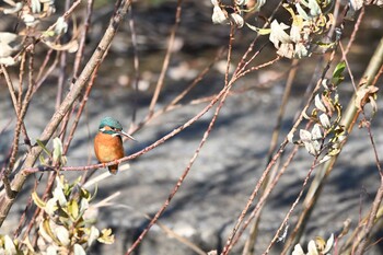 カワセミ 場所が不明 2021年12月30日(木)