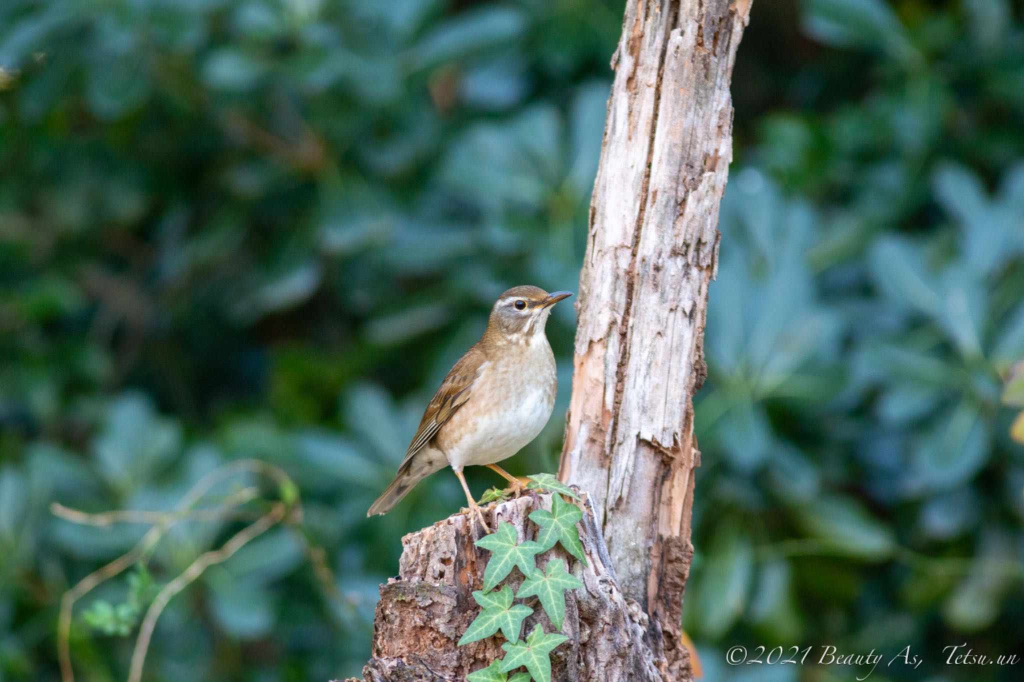 Photo of Pale Thrush at 千里南公園 by 哲庵（てつあん）