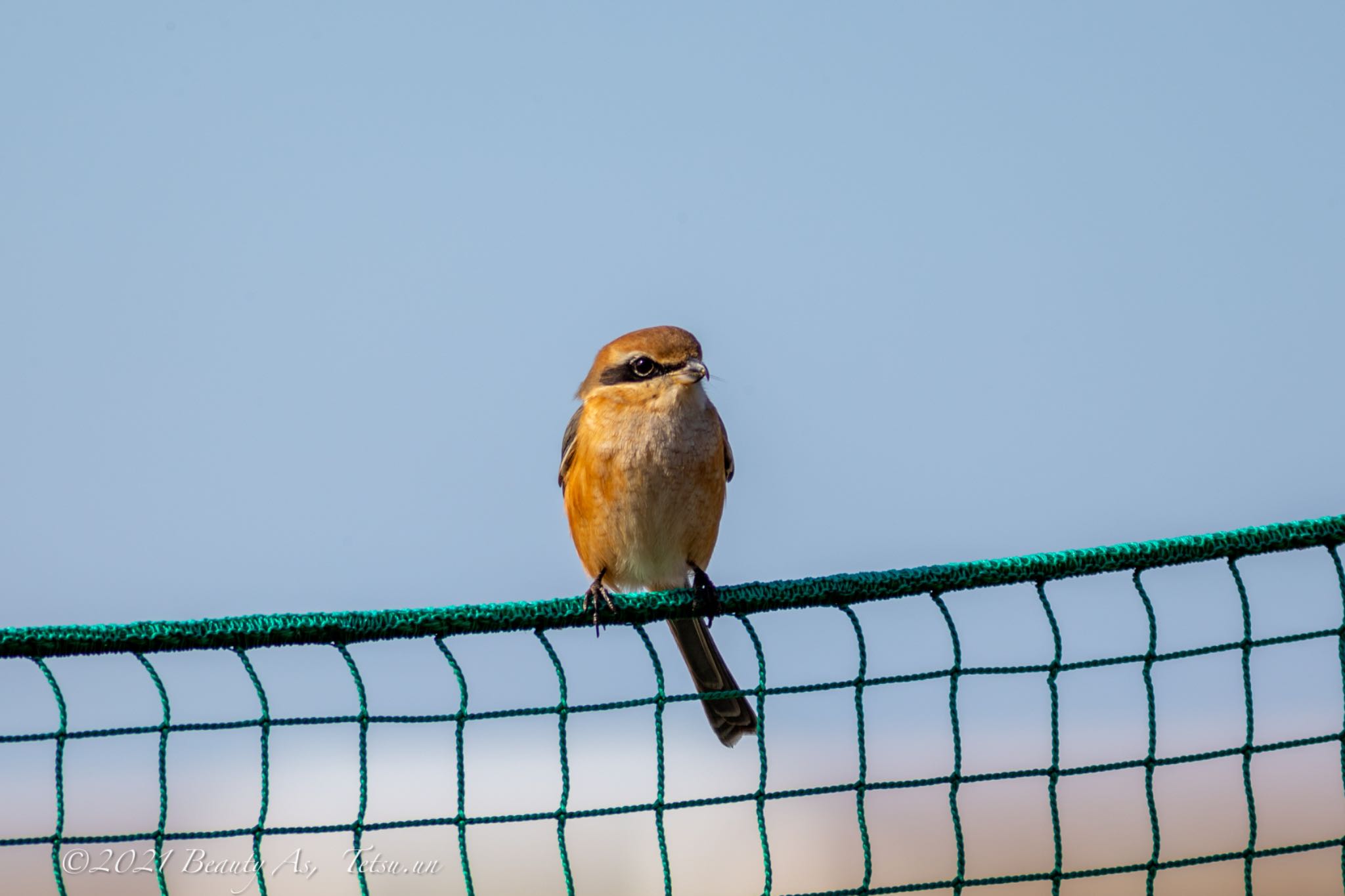 Photo of Bull-headed Shrike at 淀川河川公園 by 哲庵（てつあん）