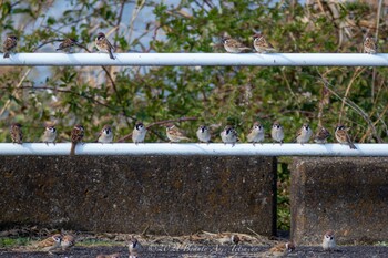 Eurasian Tree Sparrow 淀川河川公園 Thu, 12/30/2021