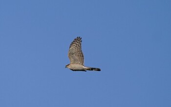 2021年12月30日(木) 恩智川治水緑地の野鳥観察記録