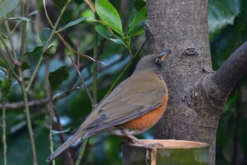 2021年12月30日(木) 長浜公園の野鳥観察記録